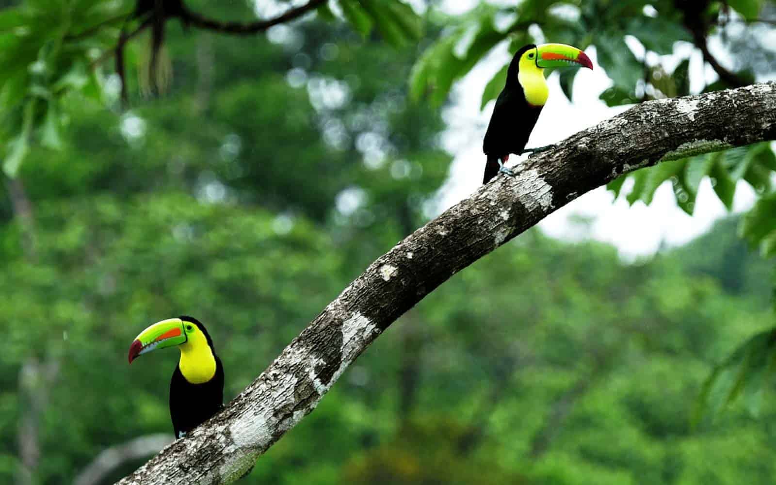 Tortuguero and Tropical Rainforests Tour